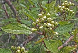 Attēlu rezultāti vaicājumam “Crataegus chlorosarca”