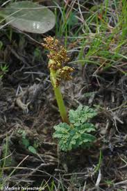 Attēlu rezultāti vaicājumam “Botrychium multifidum”