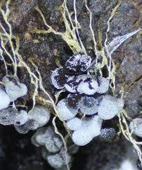 Attēlu rezultāti vaicājumam “Badhamia utricularis stalked”