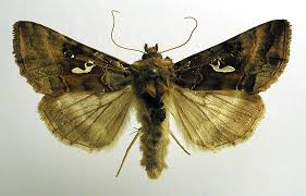 Attēlu rezultāti vaicājumam “Autographa gamma”
