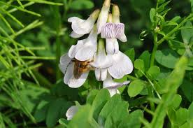 Attēlu rezultāti vaicājumam “Vicia sylvatica flower”