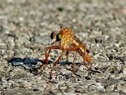 Attēlu rezultāti vaicājumam “Cribraria costata macro”