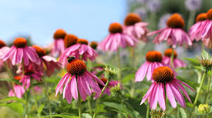 Image result for Echinacea purpurea