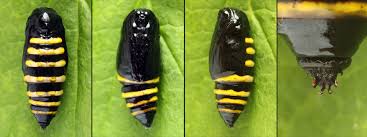 Attēlu rezultāti vaicājumam “Abraxas grossulariata pupa”