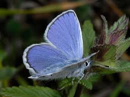 Attēlu rezultāti vaicājumam “Plebejus argus / Plebejus idas”