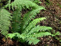 Attēlu rezultāti vaicājumam “Polystichum aculeatum”