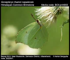 Attēlu rezultāti vaicājumam “Gonepteryx rhamni upperside”