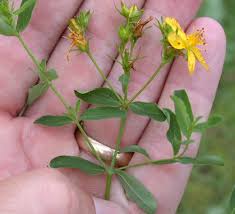 Attēlu rezultāti vaicājumam “Hypericum perforatum bud”
