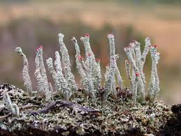 Attēlu rezultāti vaicājumam “Cladonia floerkeana”