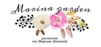 Attēlu rezultāti vaicājumam “Primula x margotae”