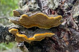 Attēlu rezultāti vaicājumam “Phellinus pini”