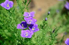 Image result for Nierembergia