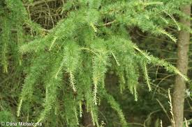 Attēlu rezultāti vaicājumam “Larix decidua var. polonica”