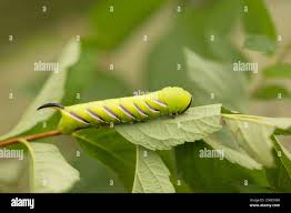 Attēlu rezultāti vaicājumam “Sphinx ligustri larva”
