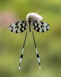 Attēlu rezultāti vaicājumam “Aphantopus hyperantus underside”