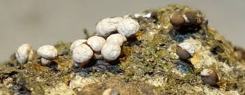 Attēlu rezultāti vaicājumam “Diderma ochraceum plasmodium”