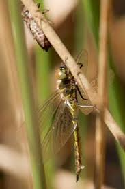 Attēlu rezultāti vaicājumam “Somatochlora flavomaculata”