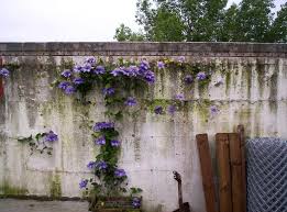 Image result for clematis multi blue