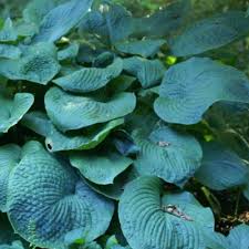 Image result for Hosta sieboldiana 'Elegans'