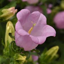 Image result for Campanula medium