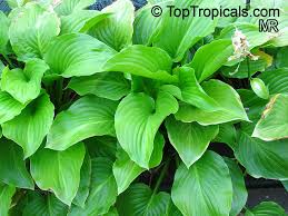 Attēlu rezultāti vaicājumam “Hosta sp.”