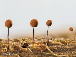 Attēlu rezultāti vaicājumam “Comatricha nigra”