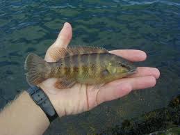 Image result for Tautogolabrus adspersus