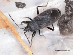 Attēlu rezultāti vaicājumam “Eremocoris plebejus”