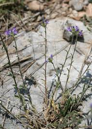 Image result for Campanula lingulata