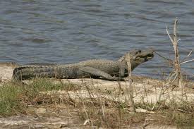 Image result for Alligator mississippiensis
