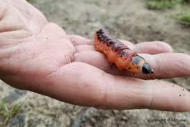 Attēlu rezultāti vaicājumam “Cossus cossus imago”