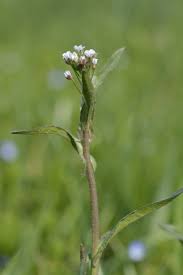 Attēlu rezultāti vaicājumam “Capsella bursa-pastoris bud”