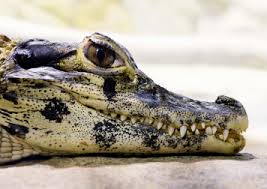 Image result for Alligator mississippiensis