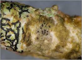 Attēlu rezultāti vaicājumam “Arthonia spadicea”