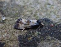 Attēlu rezultāti vaicājumam “Cochylis dubitana”