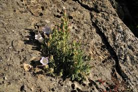 Image result for Campanula formanekiana