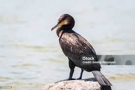Image result for Phalacrocorax carbo