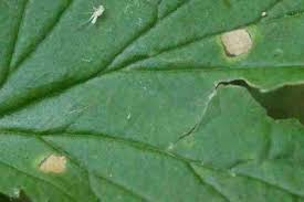 Attēlu rezultāti vaicājumam “Acalitus longisetosus”