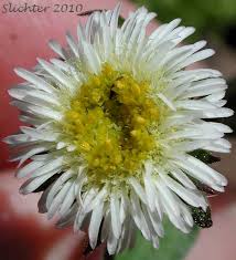 Attēlu rezultāti vaicājumam “Erigeron acris flower”