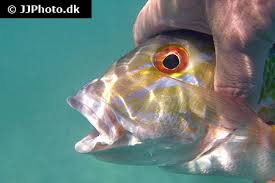 Image result for Lutjanus analis