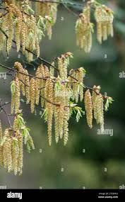 Attēlu rezultāti vaicājumam “Carpinus betulus female flower”