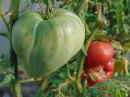 Afbeeldingsresultaat voor erdie family oxheart tomato
