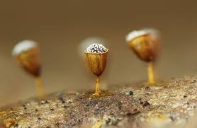 Attēlu rezultāti vaicājumam “Craterium minutum macro”