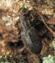 Attēlu rezultāti vaicājumam “Latridiidae”