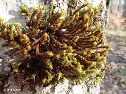 Attēlu rezultāti vaicājumam “Orthotrichum lyellii”