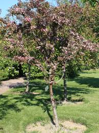 Attēlu rezultāti vaicājumam “Malus purpurea flower”