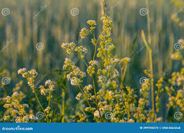 Attēlu rezultāti vaicājumam “Galium album leaf”