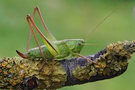 Attēlu rezultāti vaicājumam “Tettigonia cantans”