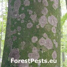 Attēlu rezultāti vaicājumam “Contarinia petioli”