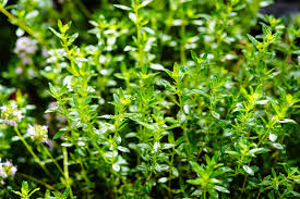 Image result for Satureja hortensis